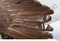  Western capercaillie back feathers wings 0001.jpg